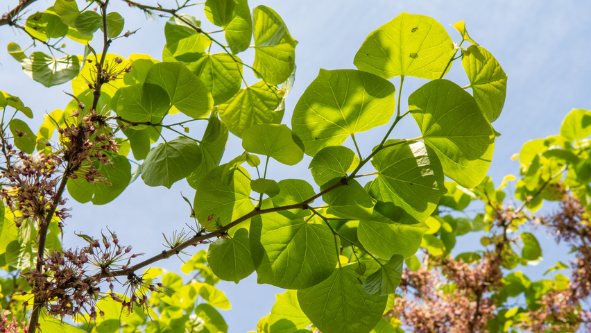 Cercis chinensis Feuilles