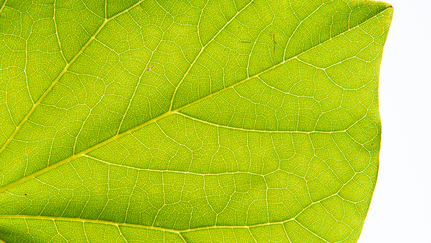 Cercis chinensis Feuilles
