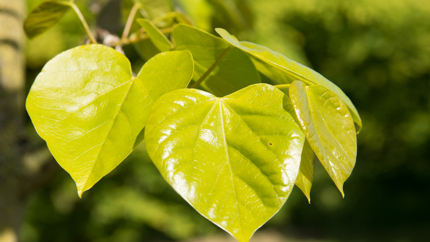 Cercis chinensis Feuilles