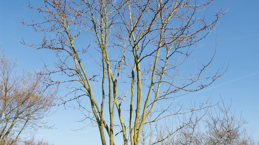 Cercis chinensis multi-troncs forme parasol