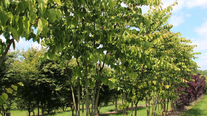 Cercis chinensis multi-troncs forme parasol