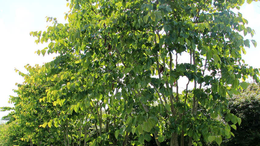 Cercis chinensis multi-troncs forme parasol