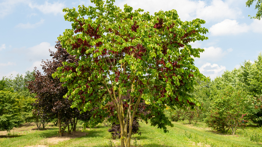 Cercis chinensis multi-troncs forme parasol