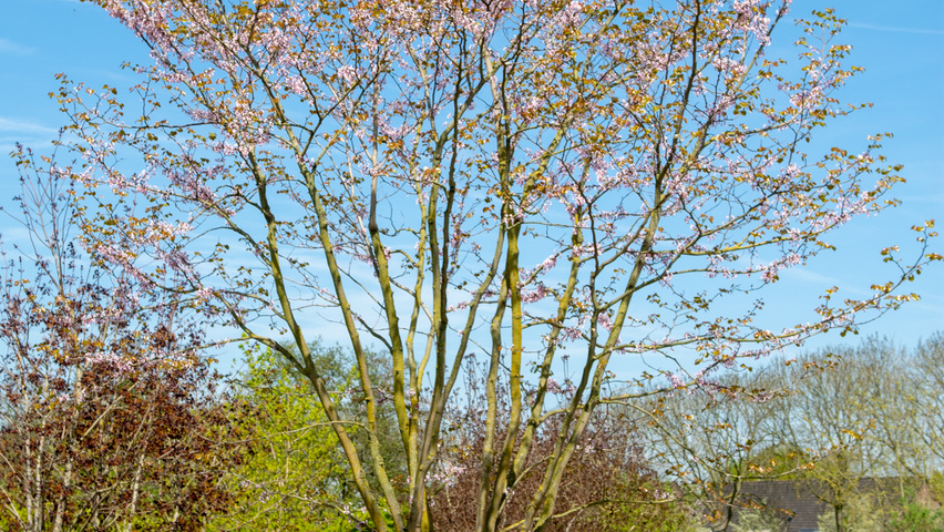 Cercis chinensis multi-troncs forme parasol