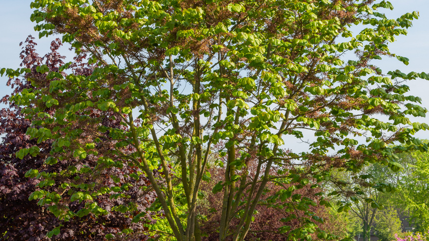Cercis chinensis multi-troncs forme parasol