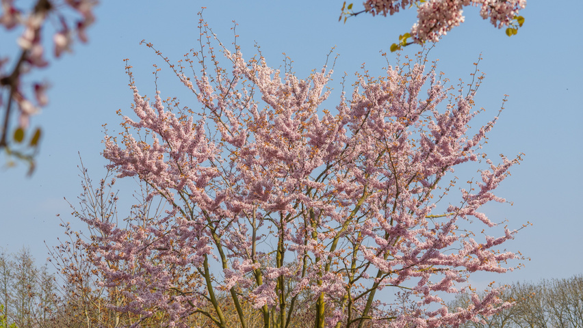 Cercis chinensis multi-troncs forme parasol