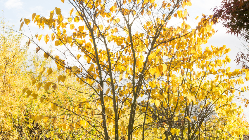 Cercis chinensis multi-troncs forme parasol