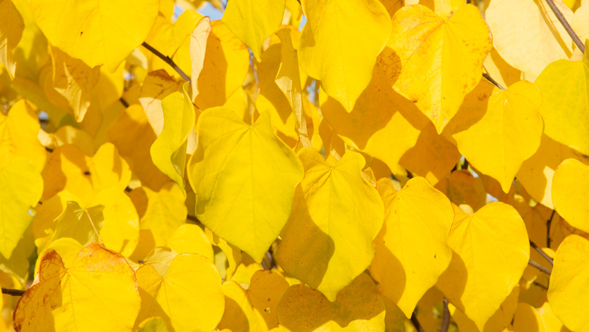 Cercis siliquastrum Herbstblatt