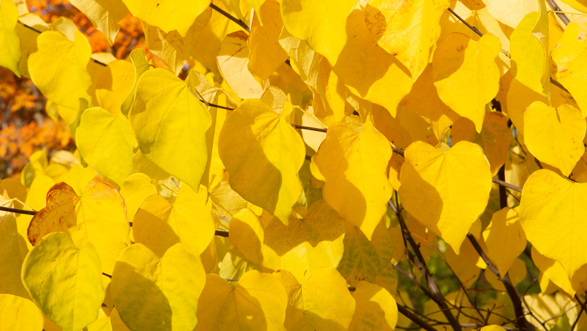 Cercis siliquastrum Herbstblatt