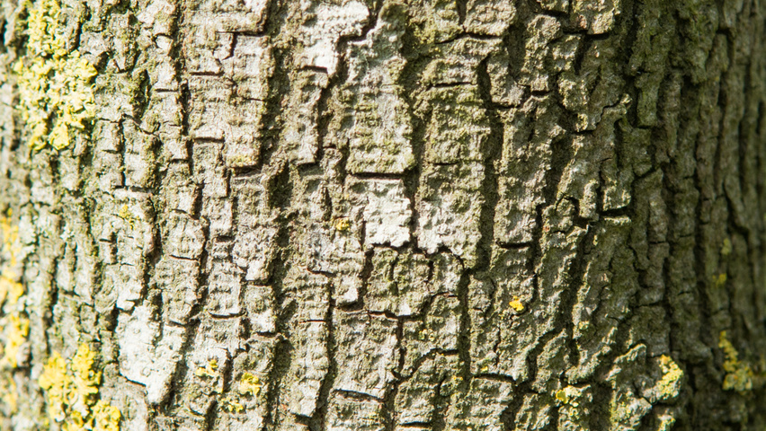 Cercis siliquastrum Rinden
