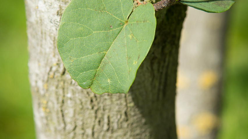 Cercis siliquastrum Rinden