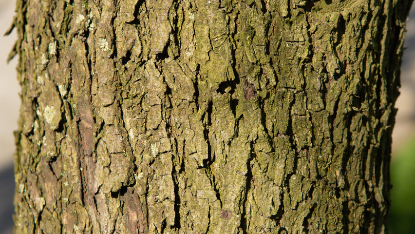 Cercis siliquastrum Rinden