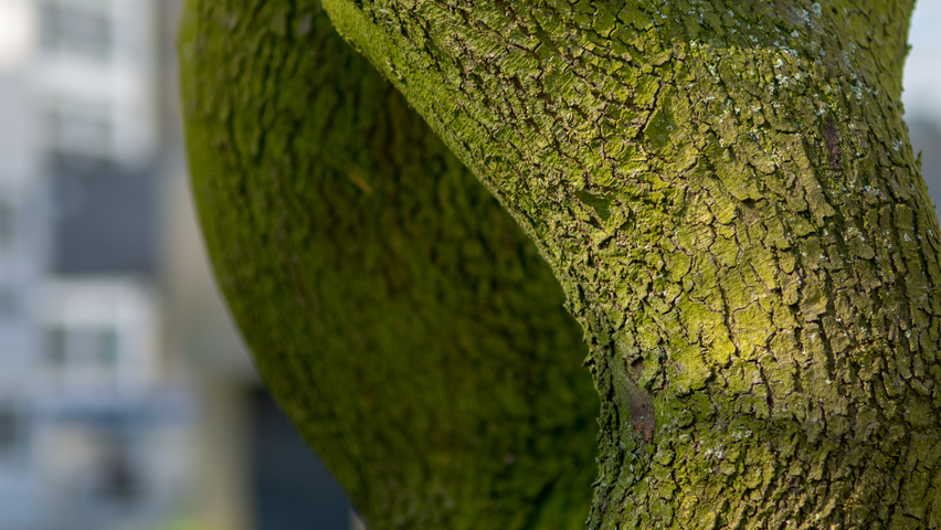 Cercis siliquastrum Rinden