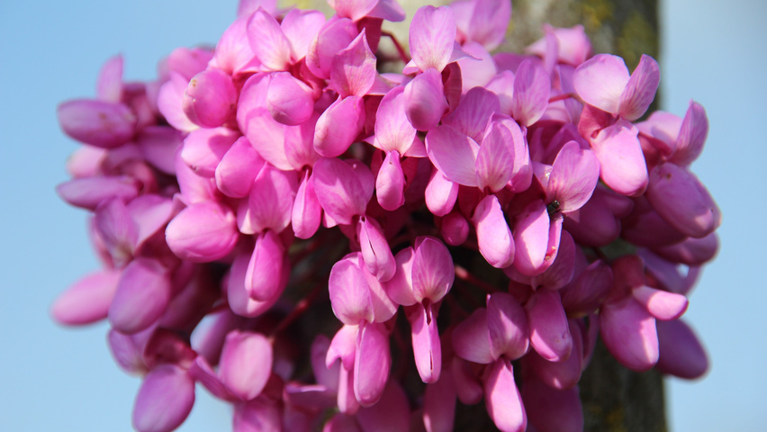 Cercis siliquastrum Blumen
