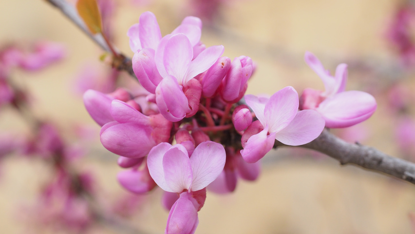 Cercis siliquastrum Blumen