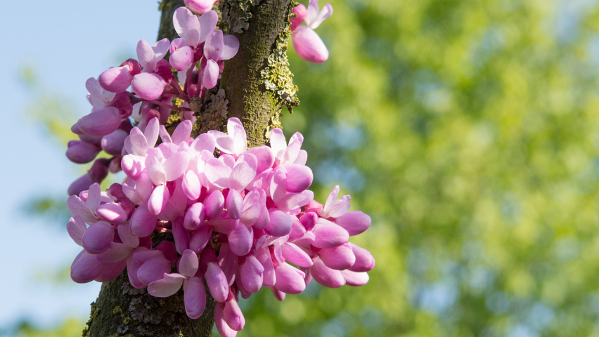 Cercis siliquastrum Blumen