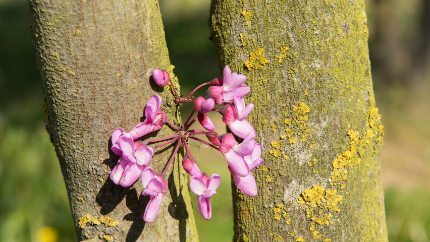 Cercis siliquastrum Blumen