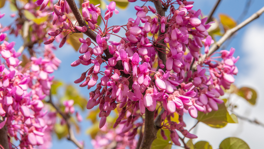Cercis siliquastrum Blumen