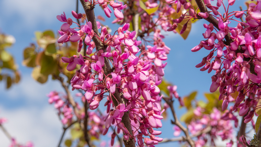 Cercis siliquastrum Blumen