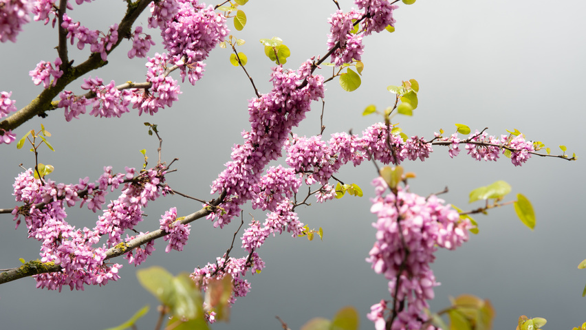 Cercis siliquastrum Blumen