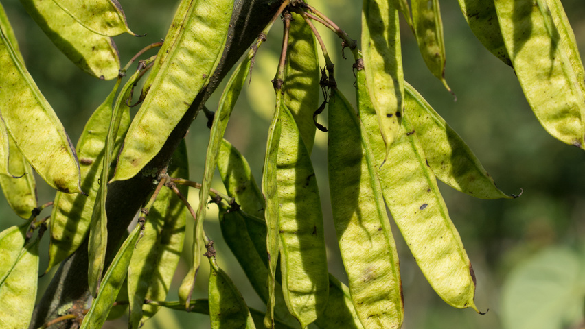 Cercis siliquastrum Frucht
