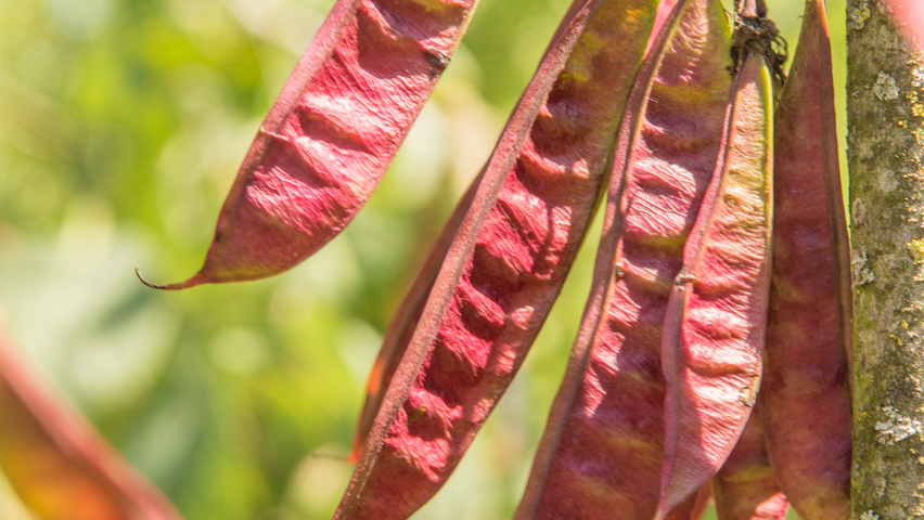Cercis siliquastrum Frucht
