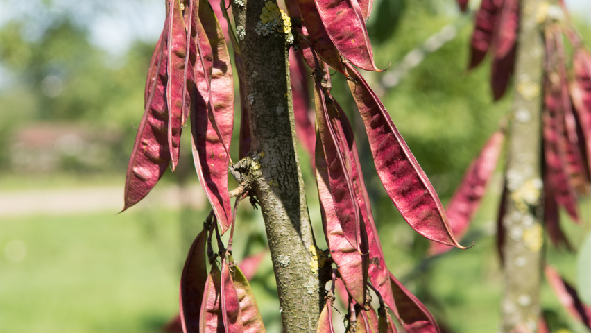 Cercis siliquastrum Frucht