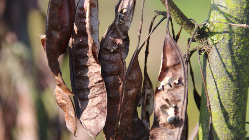 Cercis siliquastrum Frucht