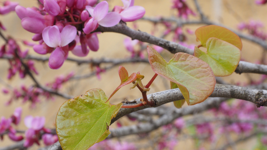 Cercis siliquastrum Blatt