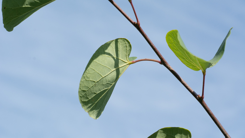 Cercis siliquastrum Blatt