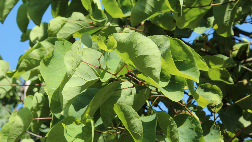 Cercis siliquastrum Blatt