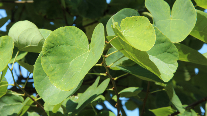 Cercis siliquastrum Blatt