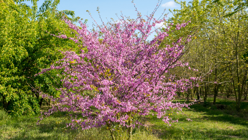 Cercis siliquastrum mehrstämmige