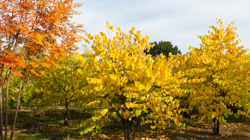 Cercis siliquastrum mehrstämmige