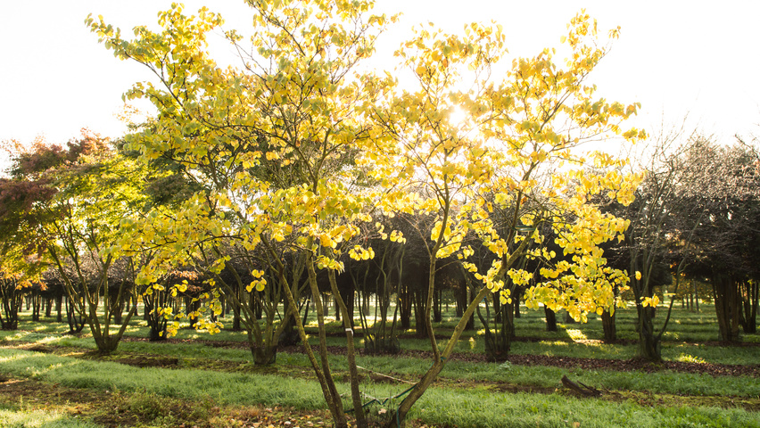Cercis siliquastrum mehrstämmige