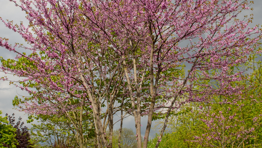 Cercis siliquastrum mehrstämmige