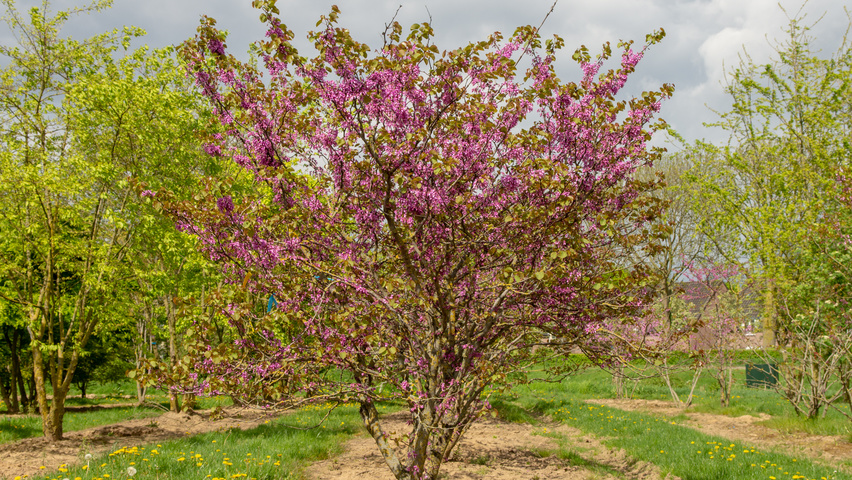 Cercis siliquastrum mehrstämmige