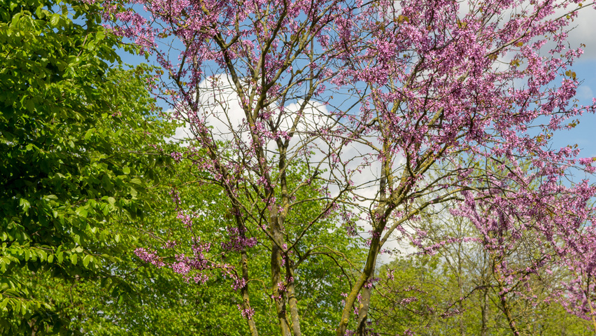 Cercis siliquastrum mehrstämmige