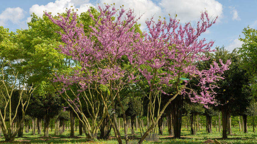 Cercis siliquastrum mehrstämmige