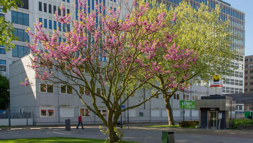 Cercis siliquastrum mehrstämmige
