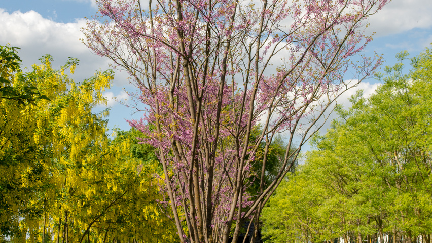 Cercis siliquastrum mehrstämmige