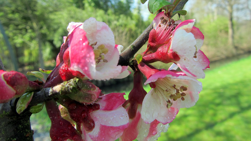 Chaenomeles cathayensis kwiaty