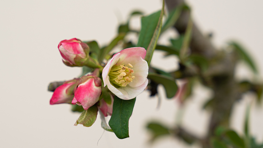 Chaenomeles cathayensis kwiaty