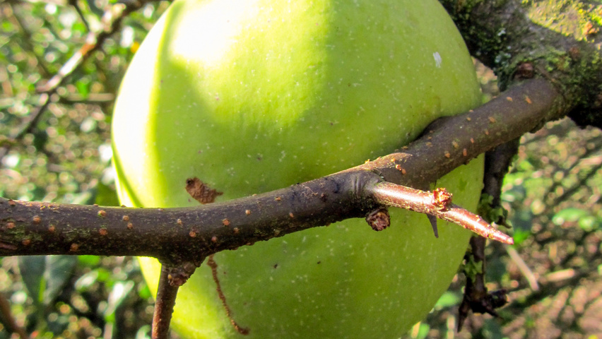 Chaenomeles cathayensis owoce