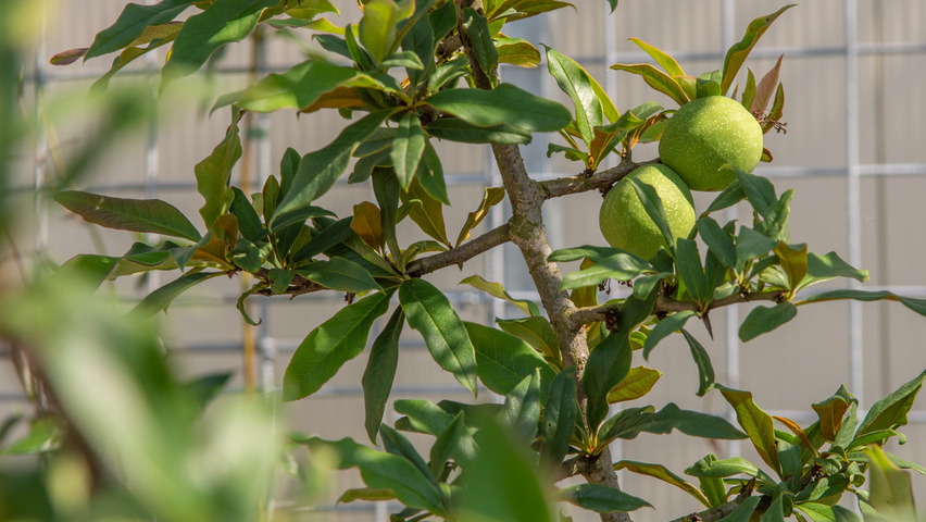 Chaenomeles cathayensis owoce