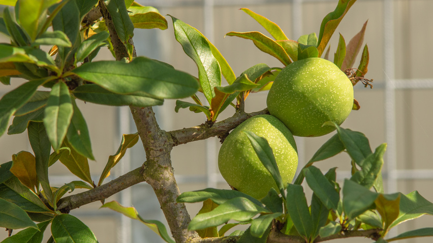 Chaenomeles cathayensis owoce