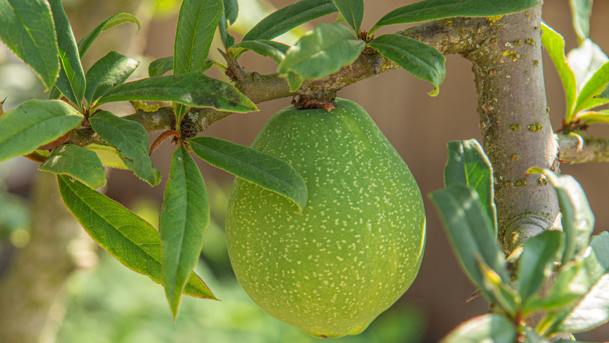 Chaenomeles cathayensis owoce