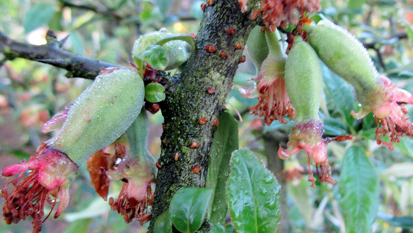 Chaenomeles cathayensis owoce