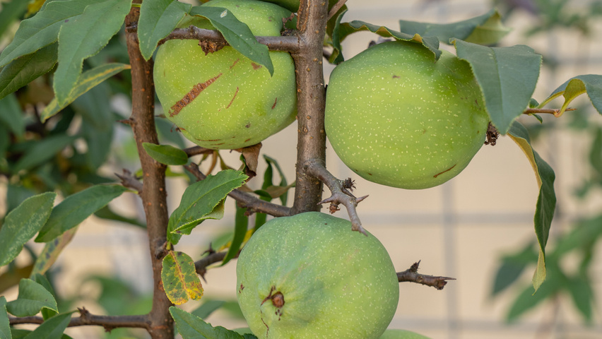 Chaenomeles cathayensis owoce