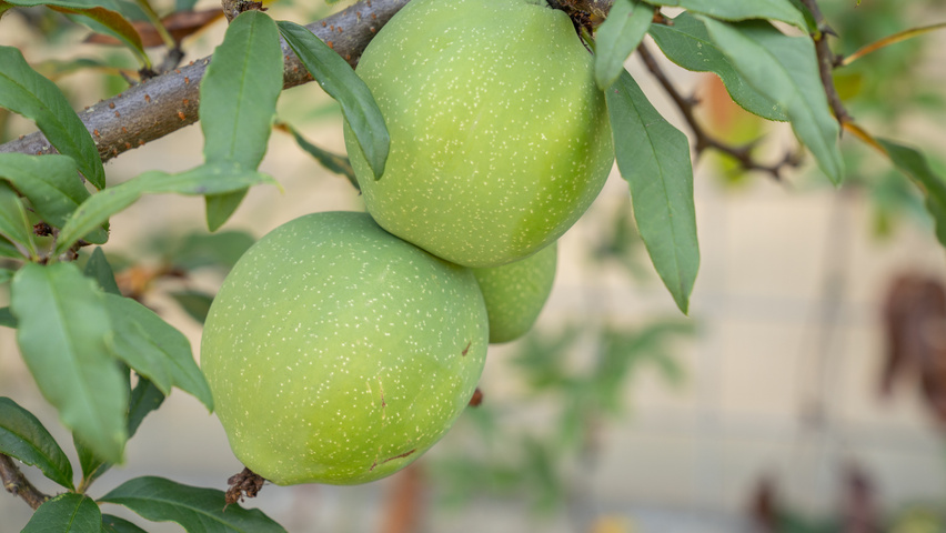 Chaenomeles cathayensis owoce